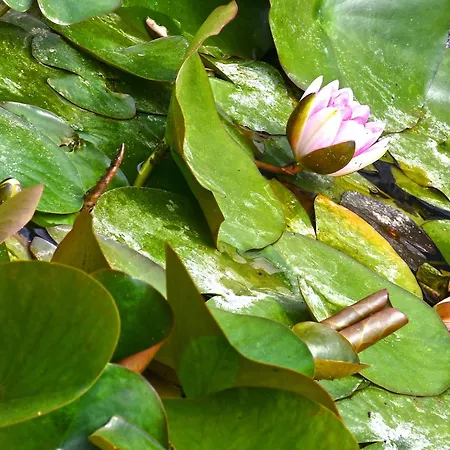 The Ranch Of Ancient Ilida