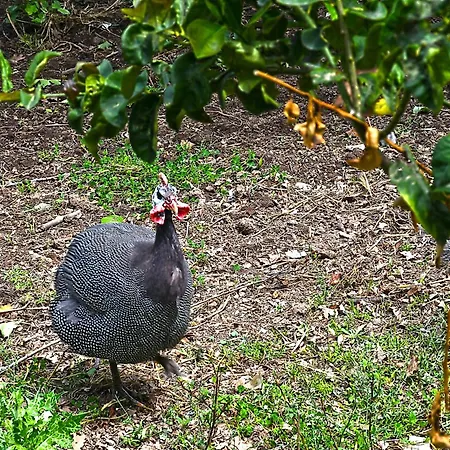 度假居 The Ranch Of Ancient Ilida *