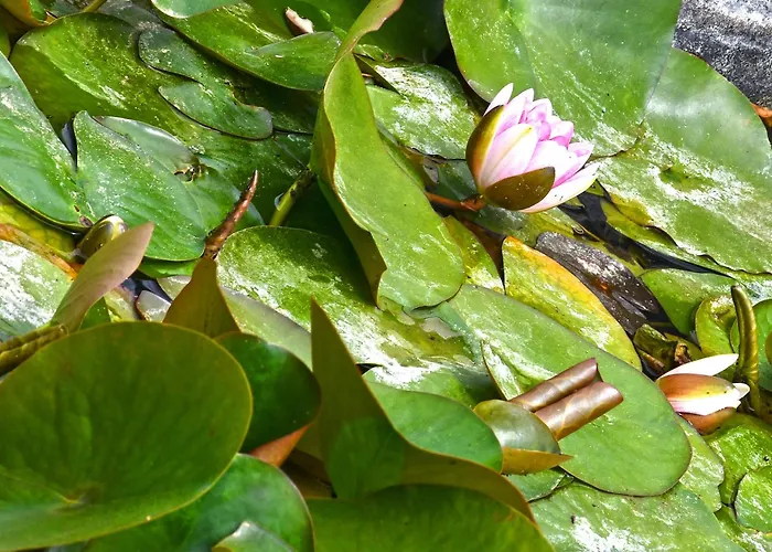 The Ranch Of Ancient Ilida