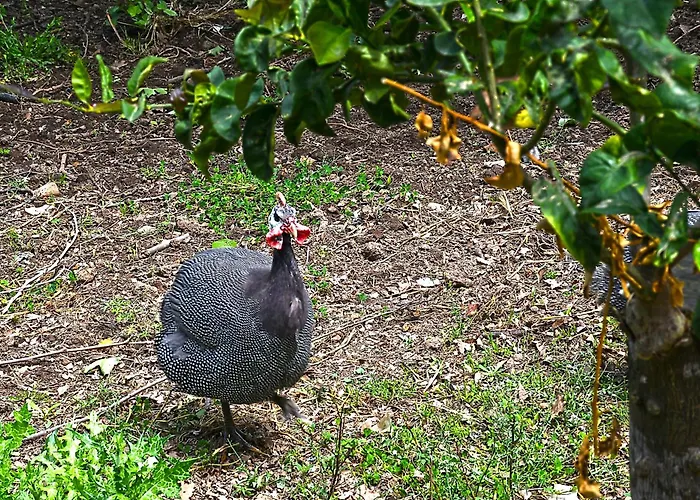 Дом отдыха The Ranch Of Ancient Ilida *